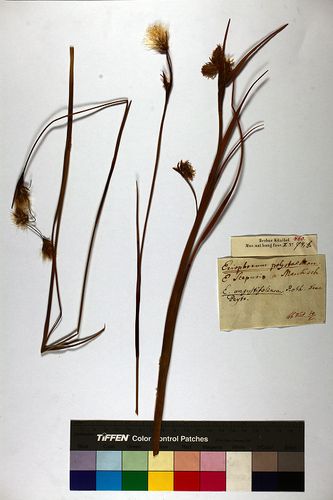 Eriophorum polystachyon