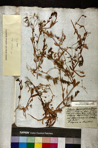 Stellaria hypericifolia