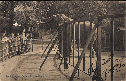 Zoologischer Garten in Hamburg - Elefant "Anton"