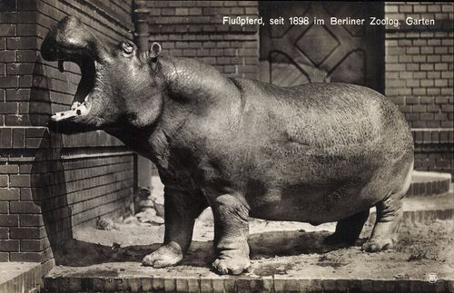 Flusspferd, seit 1898 im Berliner Zoolog. Garten
