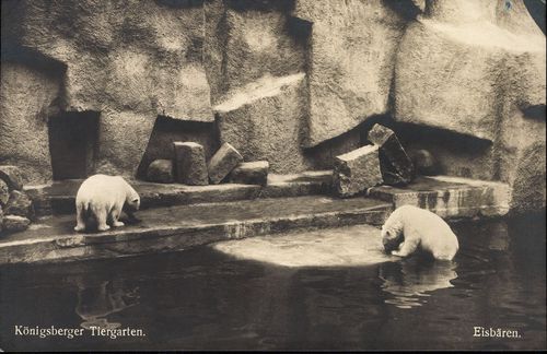 Königsberger Tiergarten. Eisbären